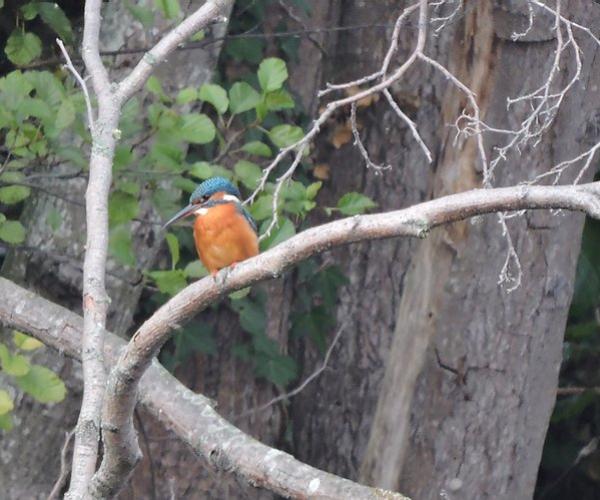 Oiseaux présents dans le secteur